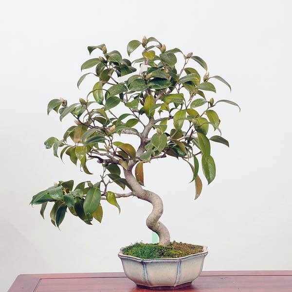 中品盆栽：特選椿(出雲大社)現品 *つばき ツバキ Tsubaki | すべての