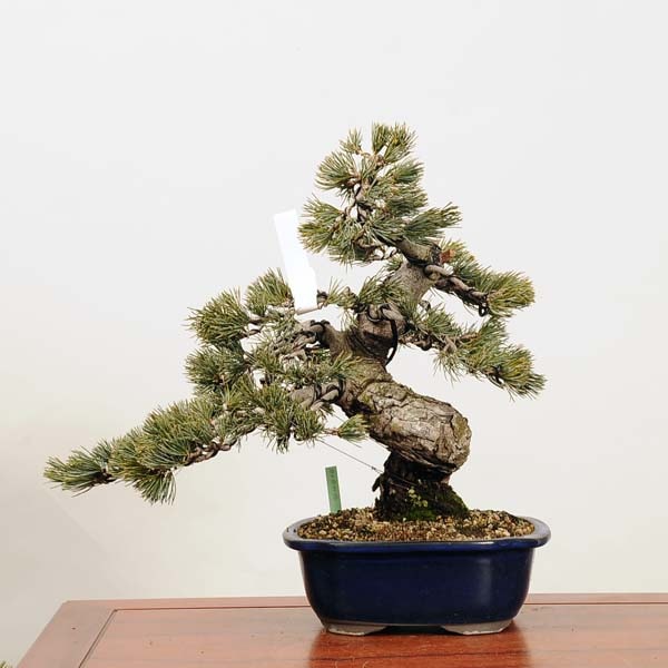 現品】五葉松 ゴヨウマツ ごようまつ 12号 7C番 現品】五葉松