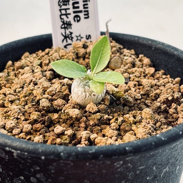 コーデックス：パキポディウム 恵比寿笑い ミニ*塊根幅0.5cm ☆赤松