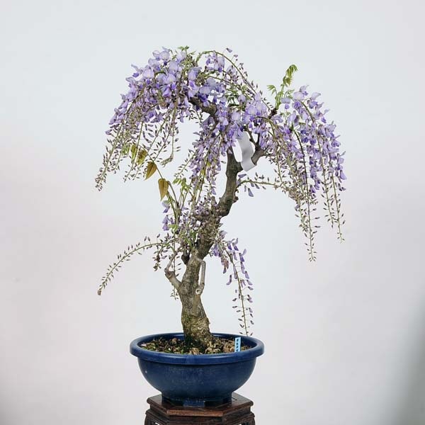 中品盆栽：一才藤 現品 *ふじ フジ Fuji | すべての商品 | 遊恵盆栽 本店