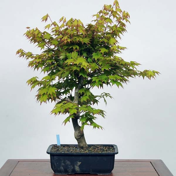 中品盆栽：爪紅紅葉 現品*つまべにもみじ モミジ Momiji | すべての