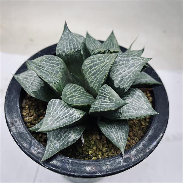 多肉植物：ハオルチア CPレンズコンプト×裏般若*幅12cm 現品！一品