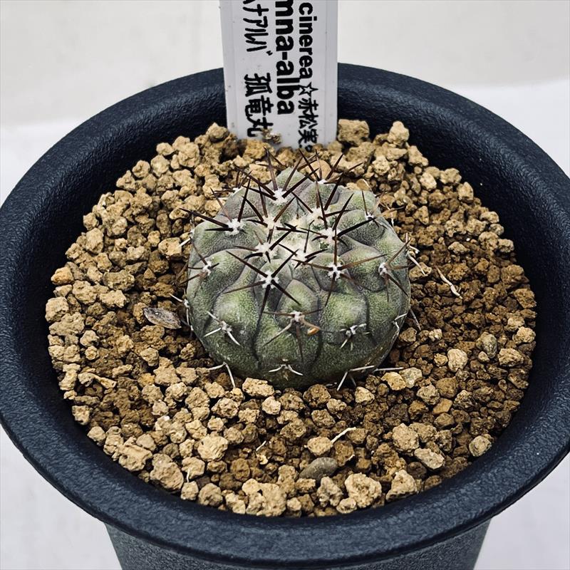 サボテン：コピアポア コルムナアルバ 孤竜丸*S 幅2.7cm ☆赤松実生