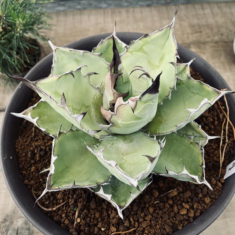 多肉植物：アガベ チタノータ ブラックアンドブルー 実生*幅20cm