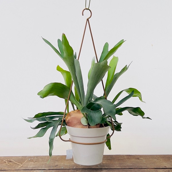 おしゃれ 観葉植物：ビカクシダ コウモリラン ネザーランド*吊り鉢