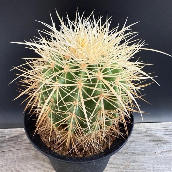 サボテン：エキノカクタス 白刺金鯱*幅10cm 現品！一品限り ※側面に傷