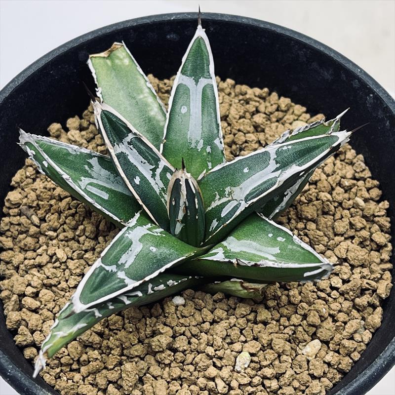 多肉植物：アガベ 姫笹の雪*M 幅6cm | サボテン＆多肉植物,多肉植物