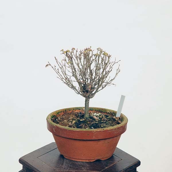 盆栽：欅(けやき) 現品*ケヤキ Zelkova serrata Keyaki bonsai 小品