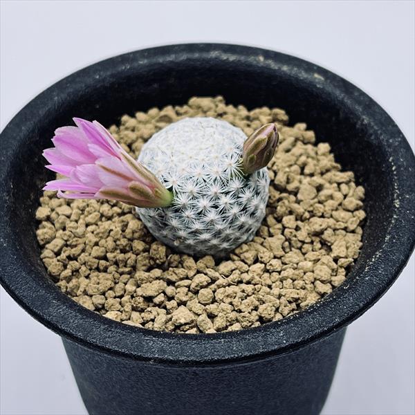 サボテン：マミラリア 白鳥 実生*S 幅2.5cm | サボテン＆多肉植物