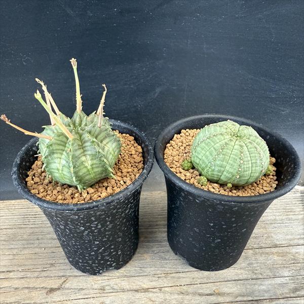 多肉植物：ユーフォルビア バリダ＆子吹きシンメトリカ セット*幅4cm