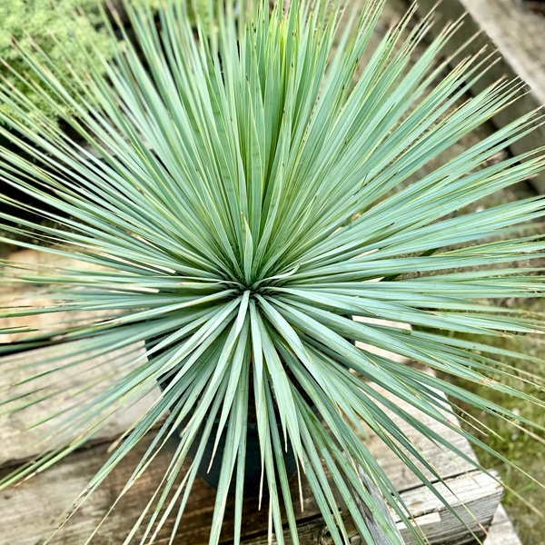 おしゃれ 観葉植物：ユッカ ロストラータ*セラアート鉢 Yucca rostrata