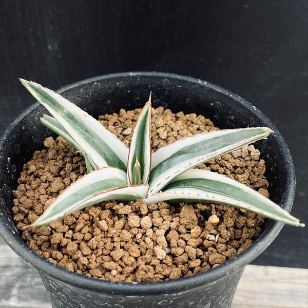 多肉植物：アガベ 氷山*幅8cm | サボテン＆多肉植物,多肉植物 | 遊恵