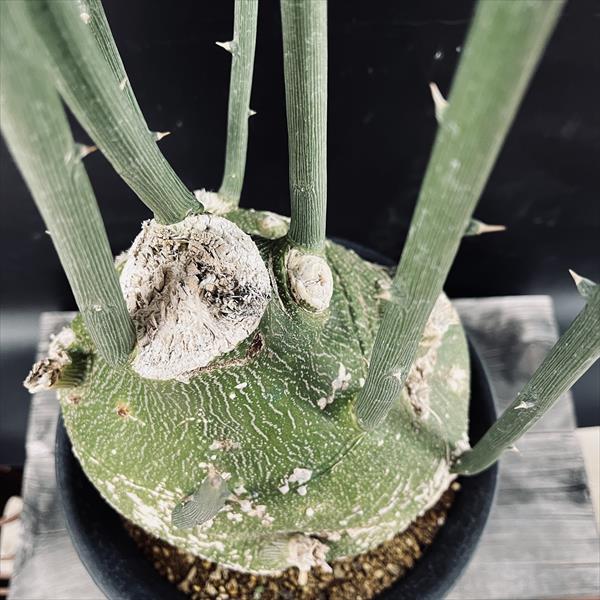 コーデックス：アデニア プセウドグロボーサ*塊根幅18cm 現品！一品