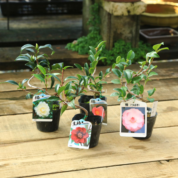 盆栽素材 苗：椿（曲）A* 品種をお選びください ツバキ つばき | 新着