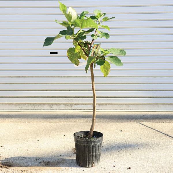 aiai 剪定後発送 イチジク いちじく 穂木 苗 aiai様専用 剪定後発送