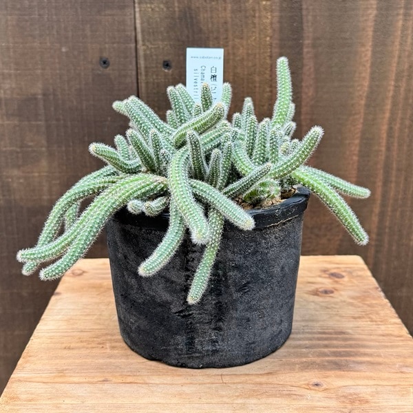 観葉植物：サボテン 白檀 鉢植え*ビャクダン カマエケレウス ヒモ