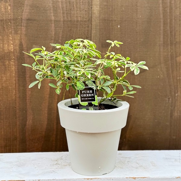 観葉植物：シェフレラ ムーンドロップ*5号 プラポット | 観葉植物