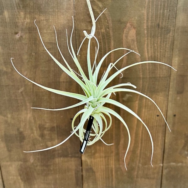 観葉植物 エアープランツ：チランジア ストラミネア ディープパープル