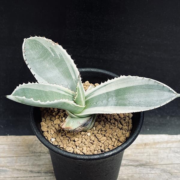 多肉植物：アガベ ジプソフィラ錦 アイボリーカール*S 幅11cm