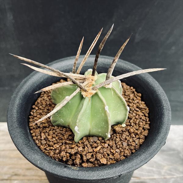 サボテン：アストロフィツム 水牛大鳳玉*幅5cm 現品！一品限り ☆赤松