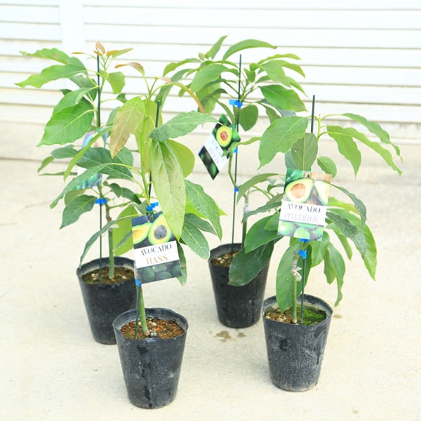 庭木 植木 果樹 苗木：アボカド（あぼかど）*苗 品種お選びください