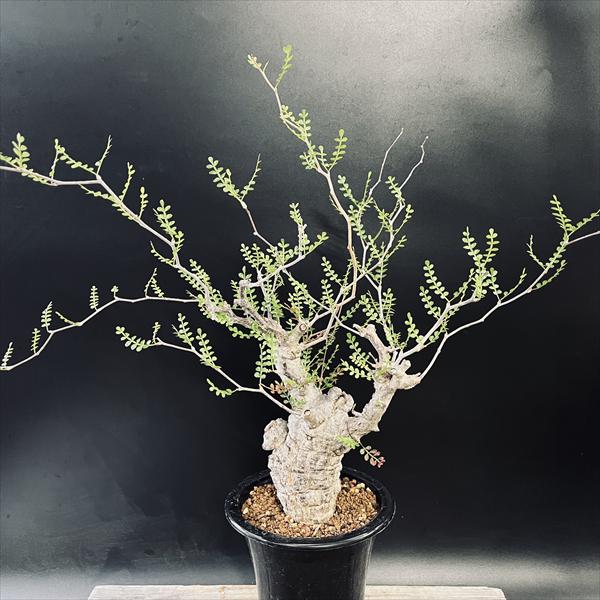 コーデックス：オペルクリカリア パキプス 発根済*葉幅58cm 現品