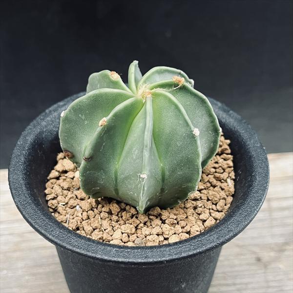 サボテン：アストロフィツム 水牛大鳳玉*幅5cm ☆赤松実生 | サボテン