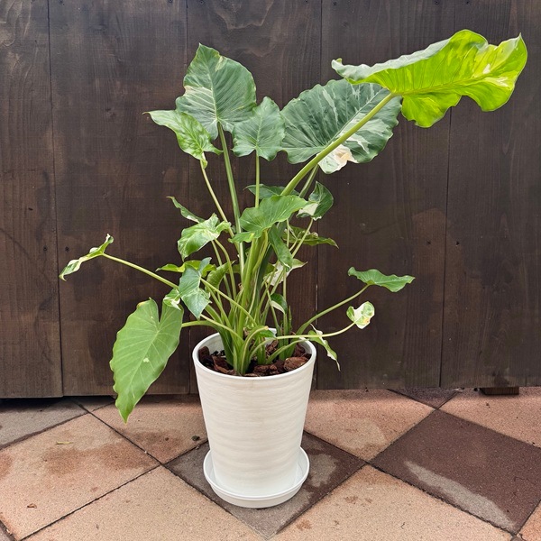観葉植物：斑入りクワズイモ*鉢植え 受皿付 バークチップ | 観葉植物