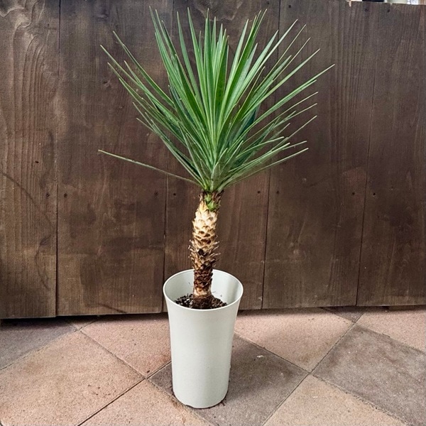 観葉植物：ユッカ アロイフォリア*プラポット | 観葉植物,ミディアム