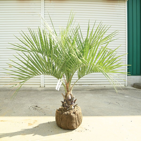 特大庭木 植木 ：ココスヤシ（ココス）ヤシの木* 現品限り！ 佐川急便