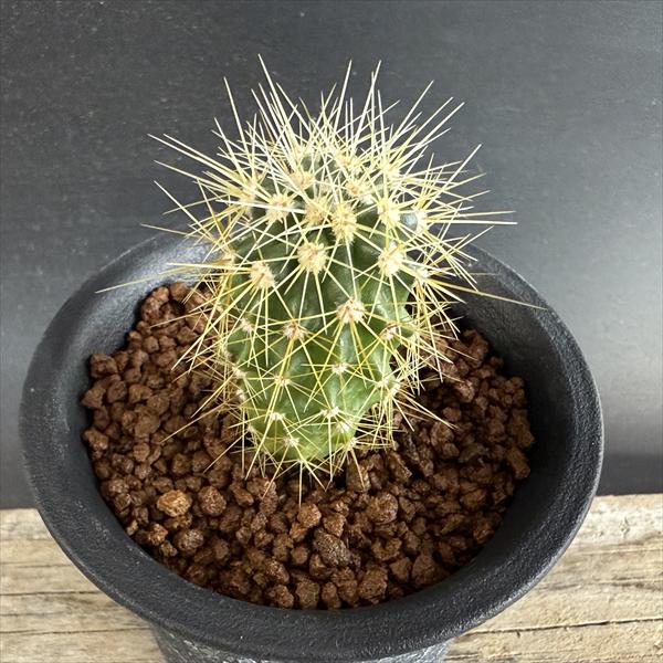 サボテン：フェロカクタス レッペンハーゲニー*幅2.5cm ☆赤松実生