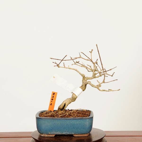 盆栽：におい楓 現品*一点物 かえで カエデ Kaede bonsai Premna