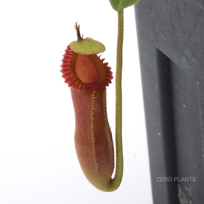 Nepenthes edwardsiana / Tambuyukon [ ネペンテス・エドワードシアナ