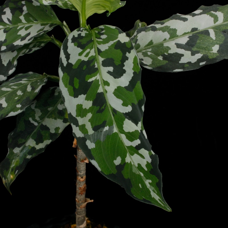 Aglaonema pictum 