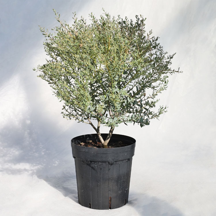 庭木・植木 ユーカリ・グニーフランスブルーレンガン / 5寸・約W35cm×H50cm