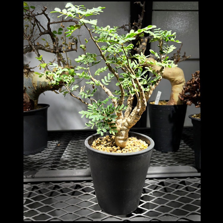 塊根植物【一点物】パキポディウム・グラキリス / 幹幅約7cm×高さ22cm