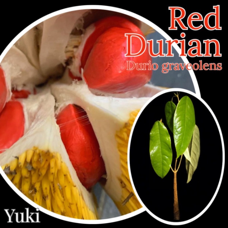 ドリアンレア品種苗 Durio macrantha Dwarf Type DD2 ドリアンレア品