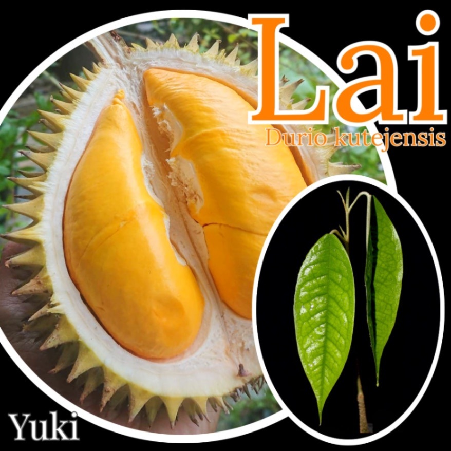 オレンジ・ドリアン ライ 種子[ワイルド・ドリアン] Durio kutejensis
