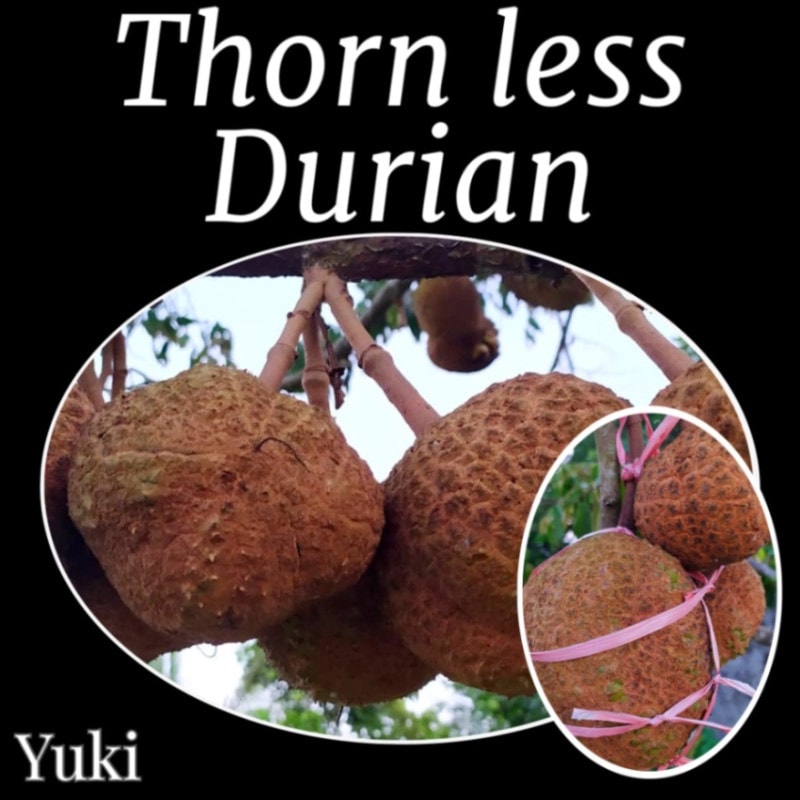 トゲなしドリアン 種子[ソーンレス・ドリアン] Durio zhibetinus Thorn