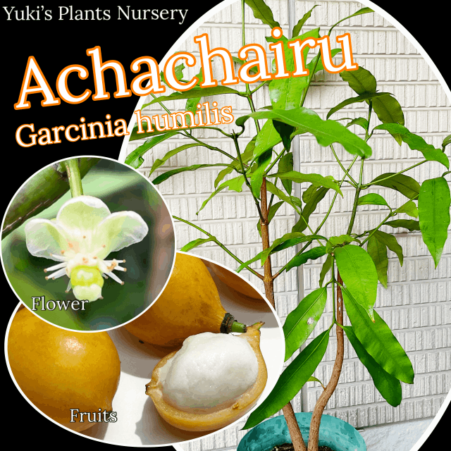 アチャチャイル(ボリビアマンゴスチン) 中苗(開花経験同期株)[熱帯果樹