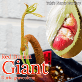 ドリアン・Durio苗 熱帯果樹苗販売・通販ならユーキーズ