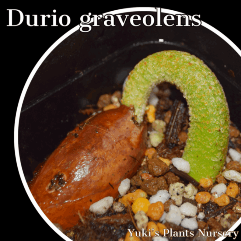 ジャイアント レッド・ドリアン 苗[ワイルド・ドリアン] Durio graveolens