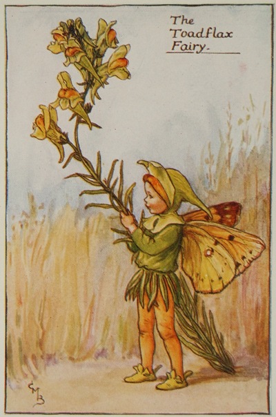 シシリー・メアリー・バーカー 挿画本「花の妖精・夏」 | | アトリエ