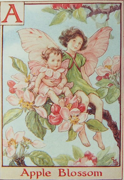 シシリー・メアリー・バーカー 挿画本「花の妖精・アルファベット