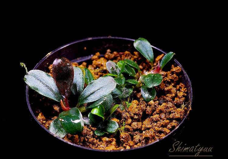 一点物 Bucephalandra sp. Mini Dreadnought 2020.10 No.03 | 水草