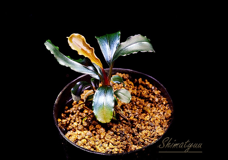 一点物 Bucephalandra sp. Pandora Queen 2020.7 No.04 | 水草・観葉