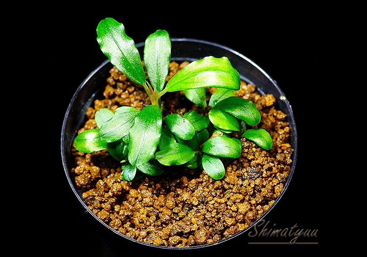 一点物 Bucephalandra sp. Super Mini Purple 2020.10 No.27 | 水草