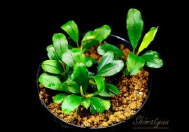 一点物 Bucephalandra sp. Blue Purple 大株 2020.7 No.43 | 水草