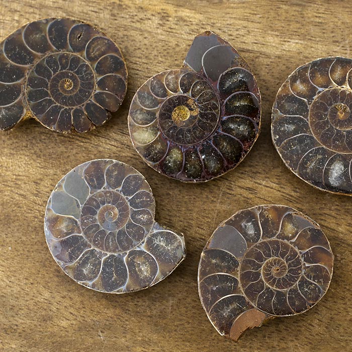 在庫限り】アンモナイト（化石）横穴 左回り/ブラック L | ・天然石
