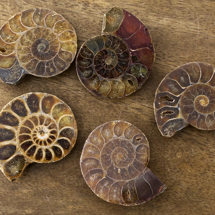 在庫限り】アンモナイト（化石）横穴 左回り/ブラウン L | ・天然石